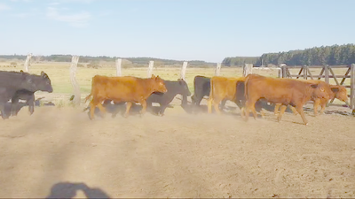 Lote 70 Terneras en Concordia, Entre Ríos