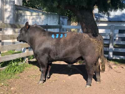 Lote LOTE 9