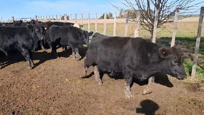 Lote TERNEROS
