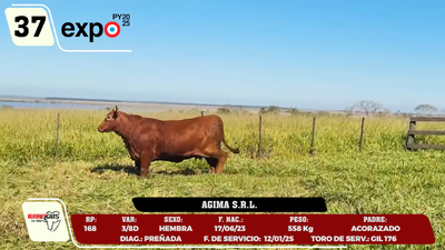Lote LOTE 37