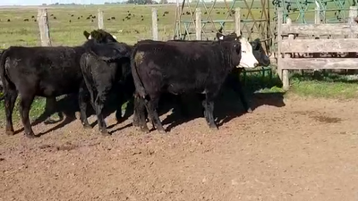 Lote (Vendido)6 Vaquillonas/Vacas Gordas 430kg -  en LA CONCORDIA