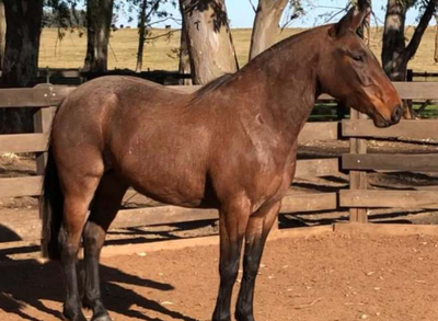 Lote PAULISTA AVISPA