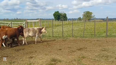 Lote TERNEROS