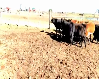 Lote 20 Terneros/as en Viamonte, Córdoba