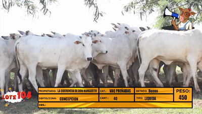 Lote LOTE 104