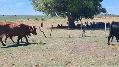 Lote PIEZAS DE CRIA
