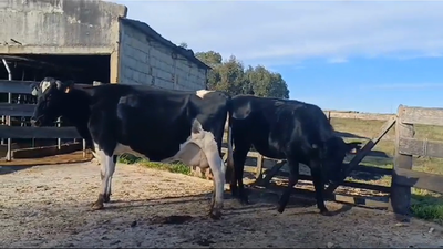 Lote (Vendido)2 Industria 400kg -  en Puntas del Rosario