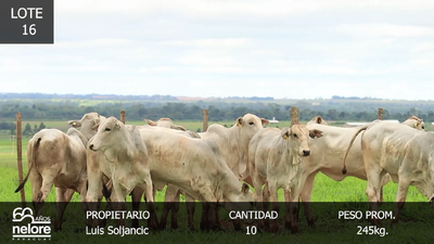 Lote LOTE 16
