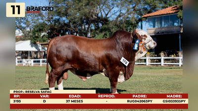 Lote LOTE 11
