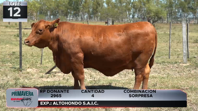 Lote LOTE 12