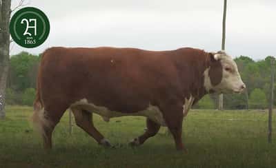 Lote BAQUEANO ADVANCE 10948-54 "PICHICHI"