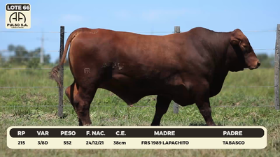 Lote LOTE 66