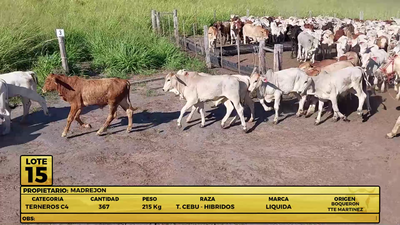 Lote LOTE 15