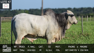 Lote LOTE 47