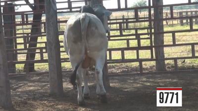 Lote Brahman