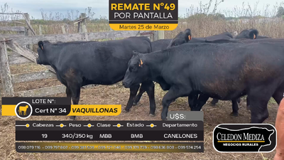 Lote 19 Vaquillonas  en Otra Localidad, Canelones