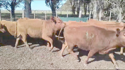 Lote 60 Terneras en Puan