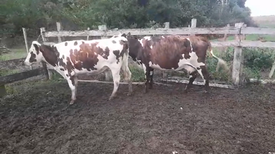 Lote 2 Vaquillonas/Vacas Entoradas NORMANDO 470kg -  en AGRACIADA