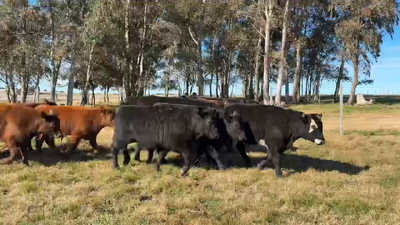 Lote TERNEROS