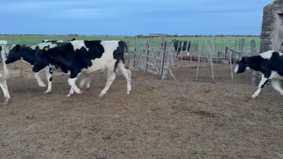 Lote 37 Novillitos Holando Argentino en Ramona, Santa Fe