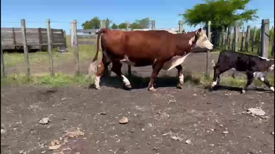 Lote PIEZAS DE CRIA