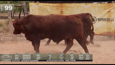 Lote LOTE 99