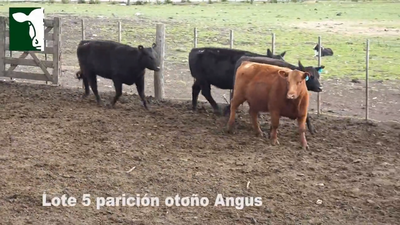 Lote 5 Vaquillonas Angus MaS con garantía de preñez, parición mediados de Febrero