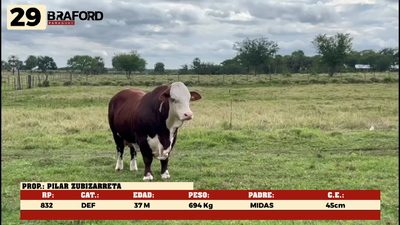 Lote LOTE 29