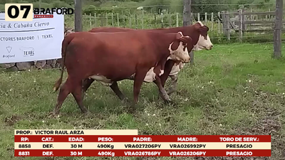 Lote LOTE 7