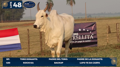 Lote LOTE 48