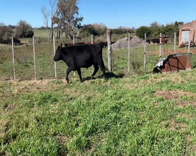 Lote (Vendido)15 Novillos 1 a 2 años 9 AA,  2 RA X NO,  1 LI X HE,  3 AA X HE,  1 SH X AA 410kg - , Colonia