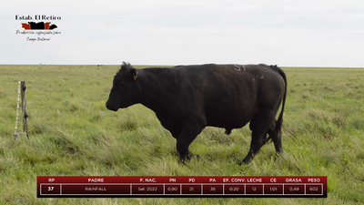 Lote Toros, Artigas