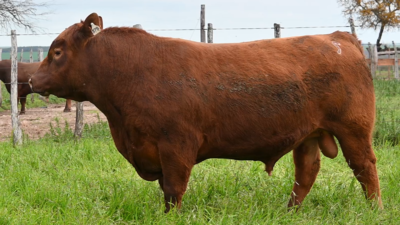 Lote 3 Toros RED ANGUS, Montevideo