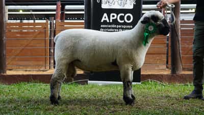 Lote Hampshire Down Expo Internacional 2022 - Lote 13
