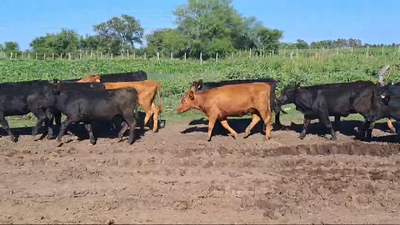 Lote VAQUILLONAS 1 A 2 AÑOS