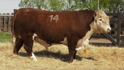 Lote TOROS P. HEREFORD PURO REGISTRADO