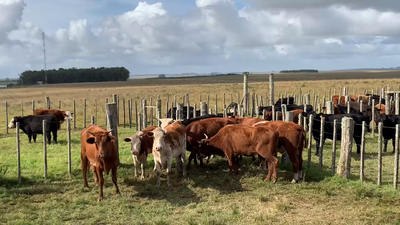 Lote 4 Vacas de Invernada en Tupambaé, Cerro Largo