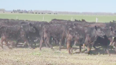 Lote 70 Terneras en Tandil