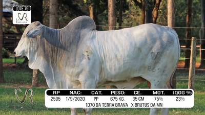 Lote LOTE 79