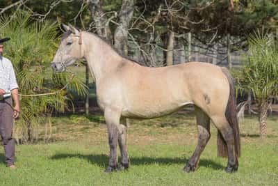 Lote Yubely Soñada