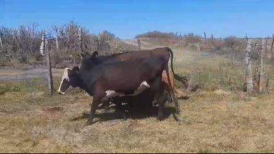 Lote (Vendido)4 Piezas de cría en VIBORAS Y VACAS