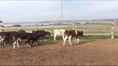 Lote 13 Terneros Holando en Chamizo