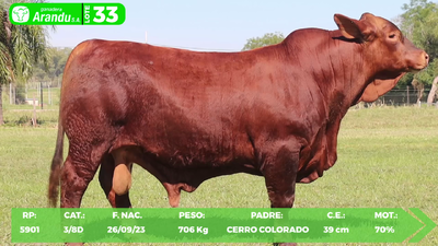Lote LOTE 33