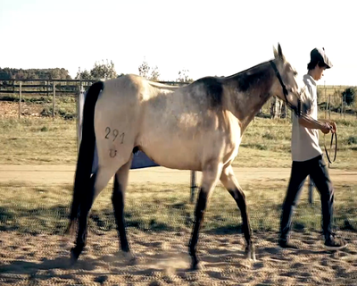 Lote LM ARES LENA