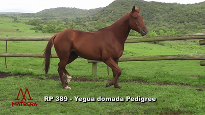 Lote YEGUAS DE ANDAR