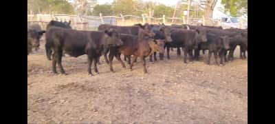 Lote 32 Terneros/as en Villaguay, Entre Ríos