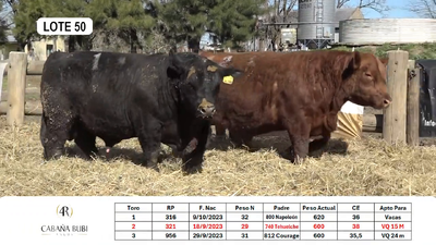 Lote TOROS PP y PC