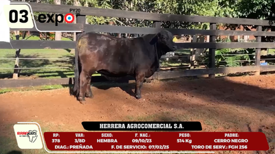 Lote LOTE 3