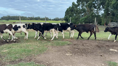 Lote TERNEROS