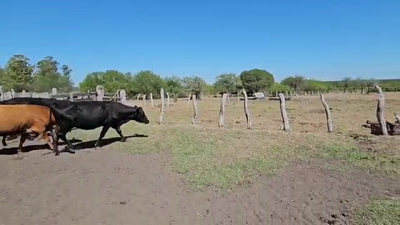 Lote 24 Vacas de invernar en Chajarí, Entre Ríos